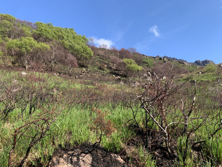 Green shoots growing through the charred remains of a wildfire
