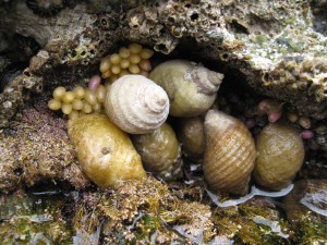 dog whelks and eggs
