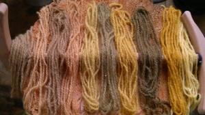 Wool samples, all dyed with natural products - birch bark, birch leaves, and onion skins!