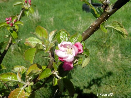apple-blossom-1