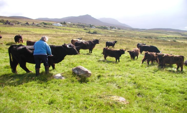 Achiltibuie Cattle