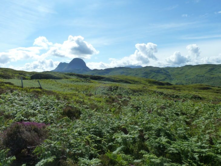 Druim Suardalain Woodland