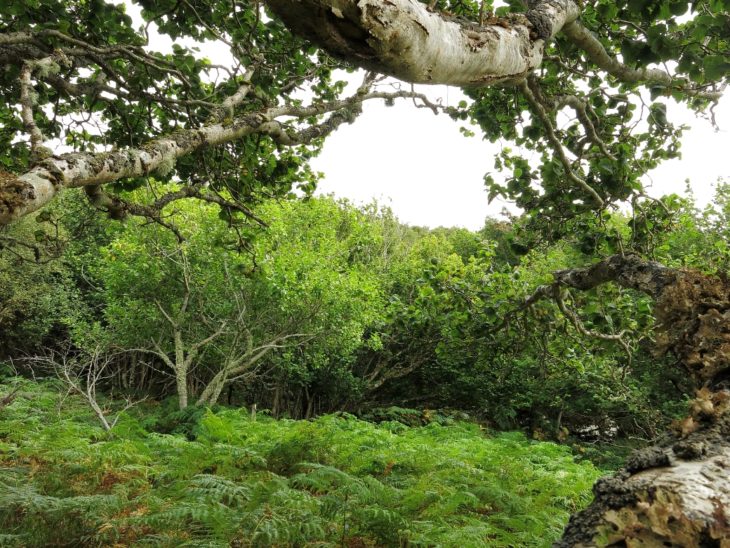 Hazel trees