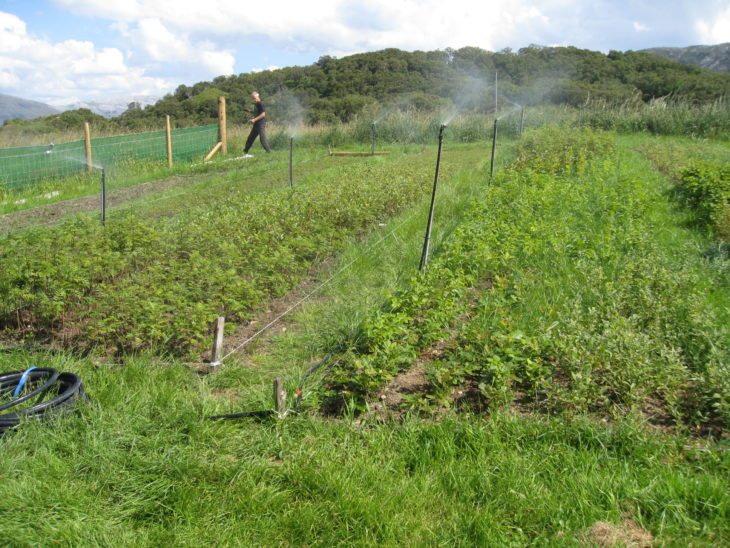 Little Assynt Tree Nursery July 2014