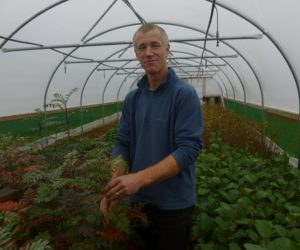 Nick at the Little Assynt Tree Nursery