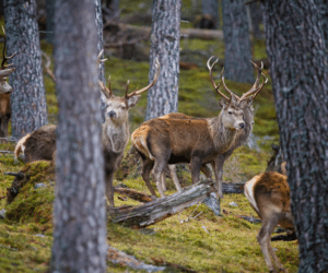 Red deer © Lister Cumming