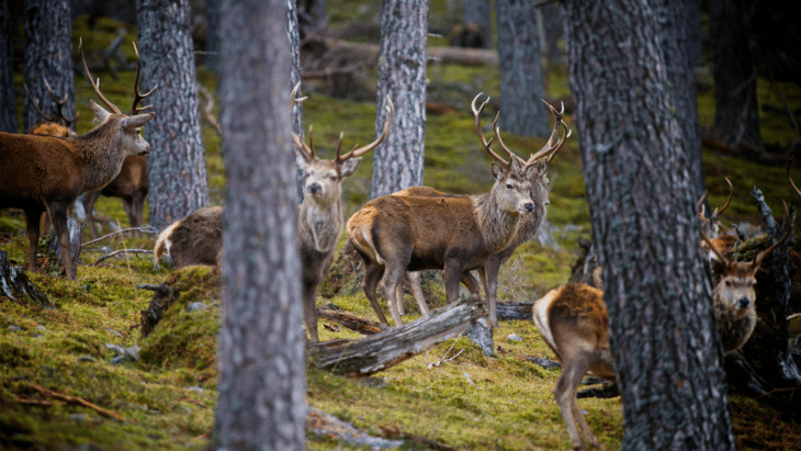 Red deer © Lister Cumming