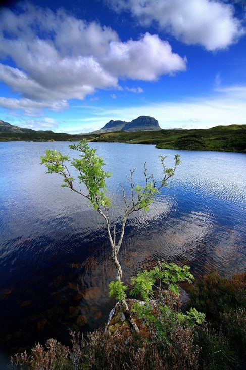 A rowan taking root by the side of Loch an Leòthaid. Photo © Chris Goodman.