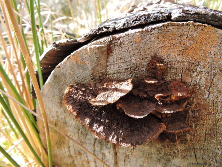 Turkey tail fungus on the end of a log © Laura Traynor/Scottish Wildlife Trust