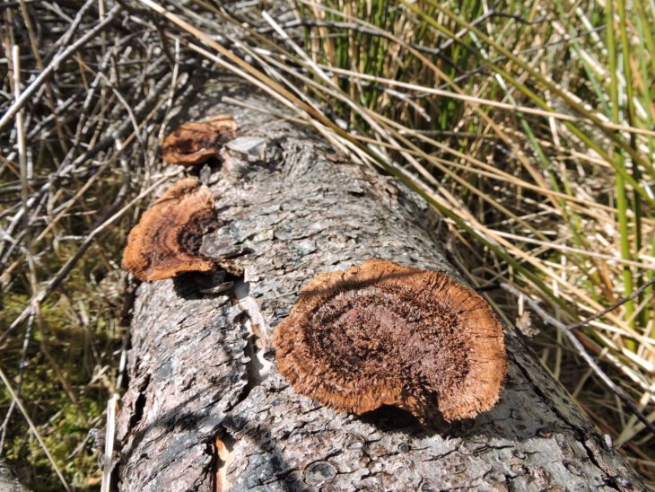 More turkey tail along the same log © Laura Traynor/Scottish Wildlife Trust