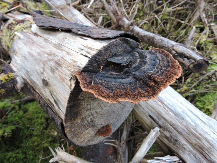 More turkey tail © Laura Traynor/Scottish Wildlife Trust