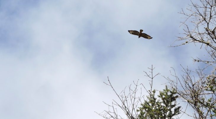 White feathers on the underside of the buzzards wings © Laura Traynor/Scottish Wildlife Trust