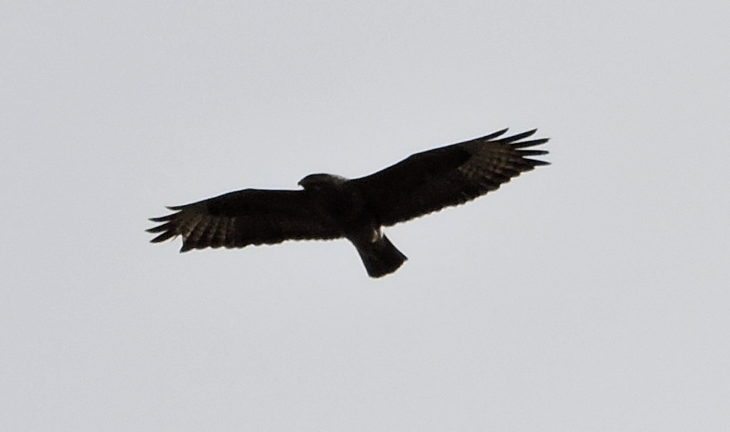 Buzzard silhouetted against the cloud © Laura Traynor/Scottish Wildlife Trust 