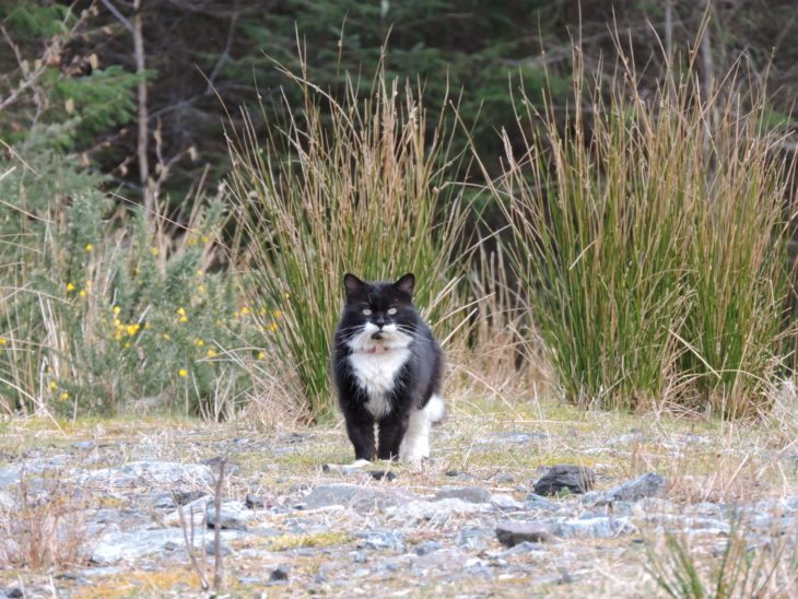 I wasn’t the only one looking for birds in the woods © Laura Traynor/Scottish Wildlife Trust