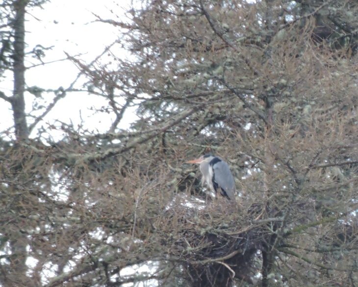 Grey heron on its nest © Laura Traynor/Scottish Wildlife Trust