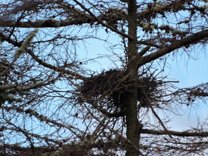 Heron nest in the trees © Laura Traynor/Scottish Wildlife Trust