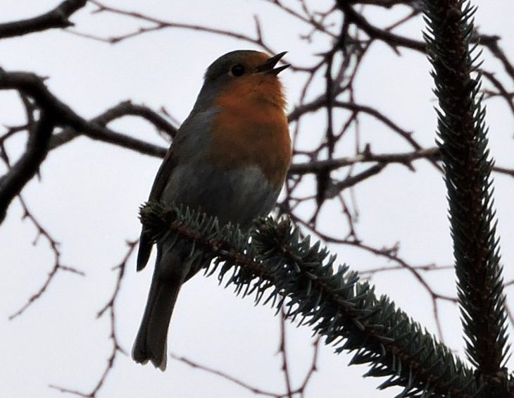 “This is my patch!” chirped the robin © Laura Traynor/Scottish Wildlife Trust