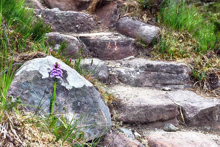 An orchid growing next to the repaired path. Photo © Chris Puddephatt.