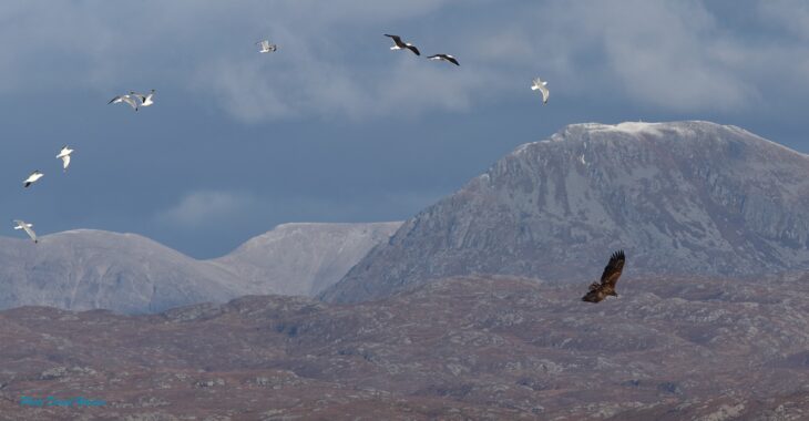 sea eagle over ben stack