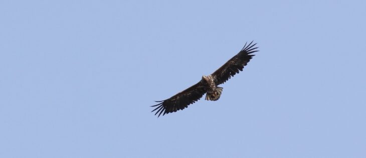 white-tailed eagle david haines