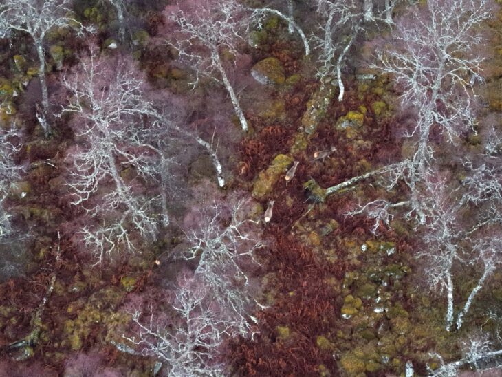 Several deer viewed from the wide angle camera of a drone during a survey. The deer can be seen amidst trees and scubbery.